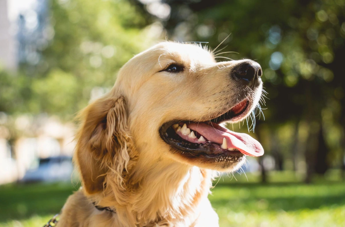 Benefits of using a human hair dryer for your dog