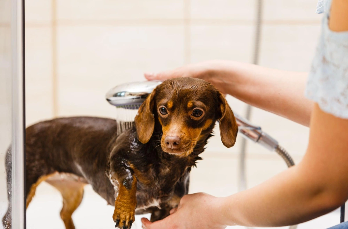 Dog breeds that can be treated with human hair dryers