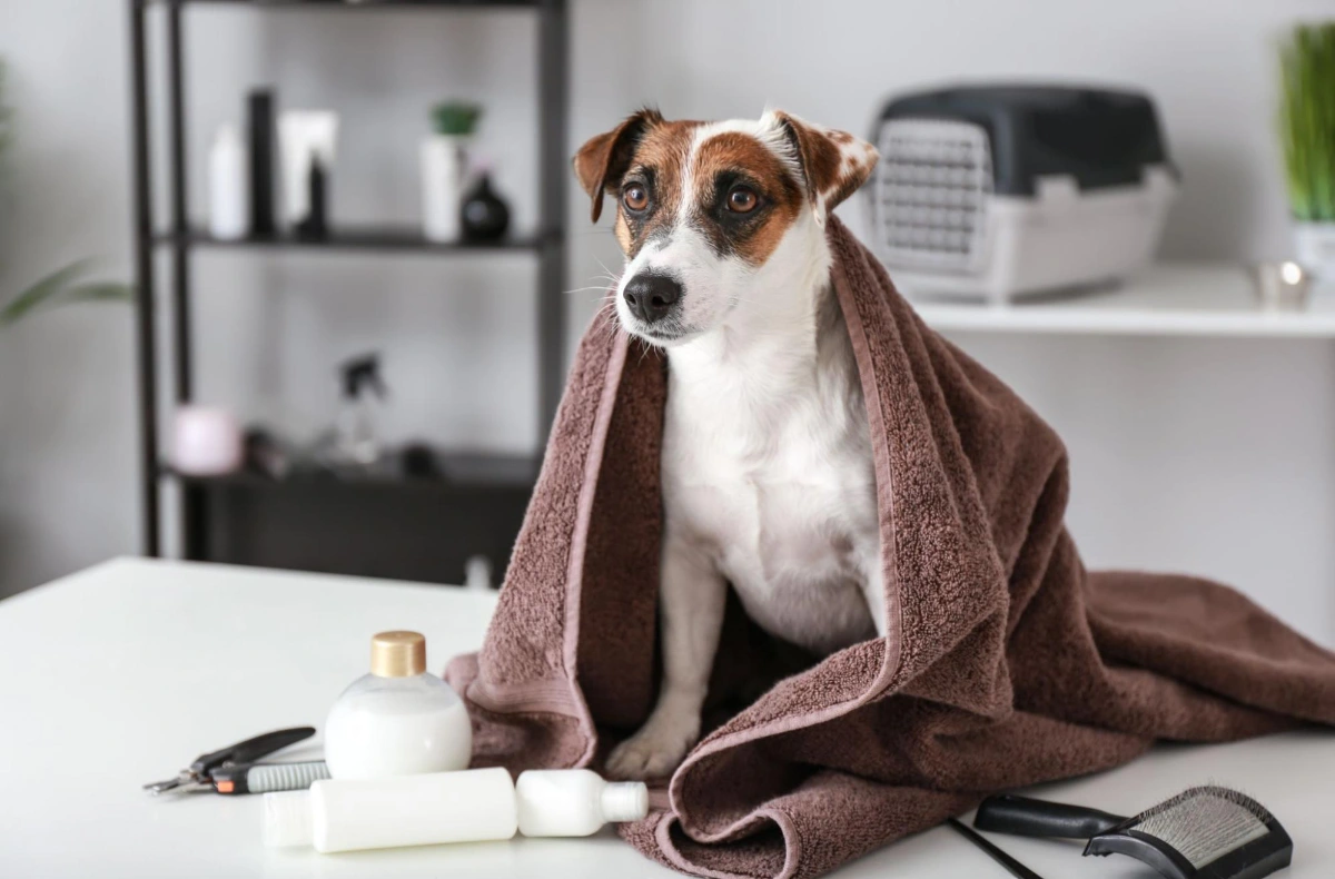 Things to keep in mind when using a human hair dryer on your dog