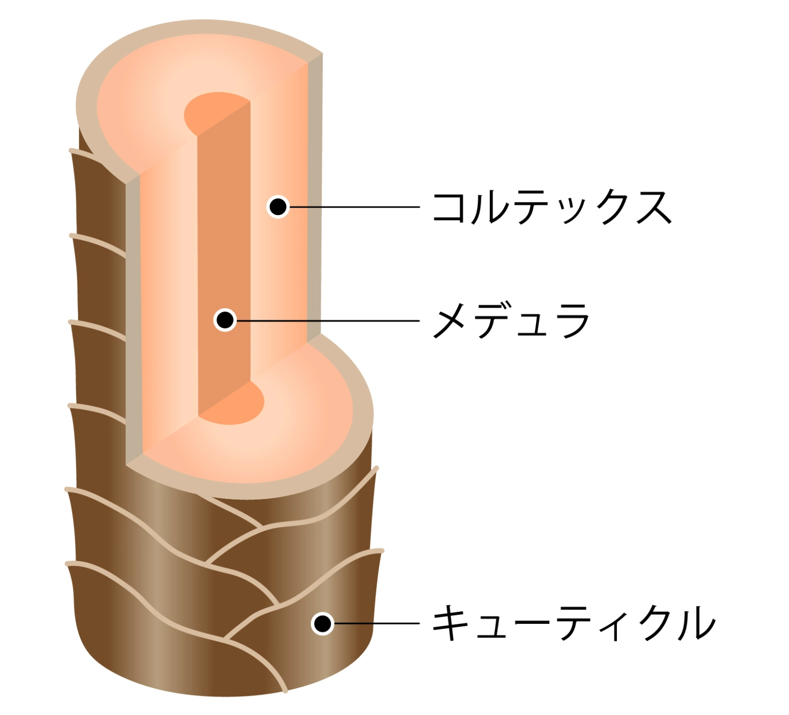 Hair has three layers, and as you can see in the illustration, it consists of the medulla, cortex, and cuticle from the inside.