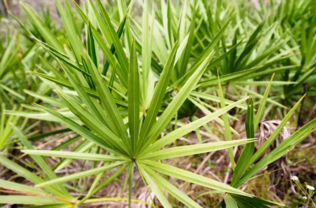 Take a saw palmetto supplement