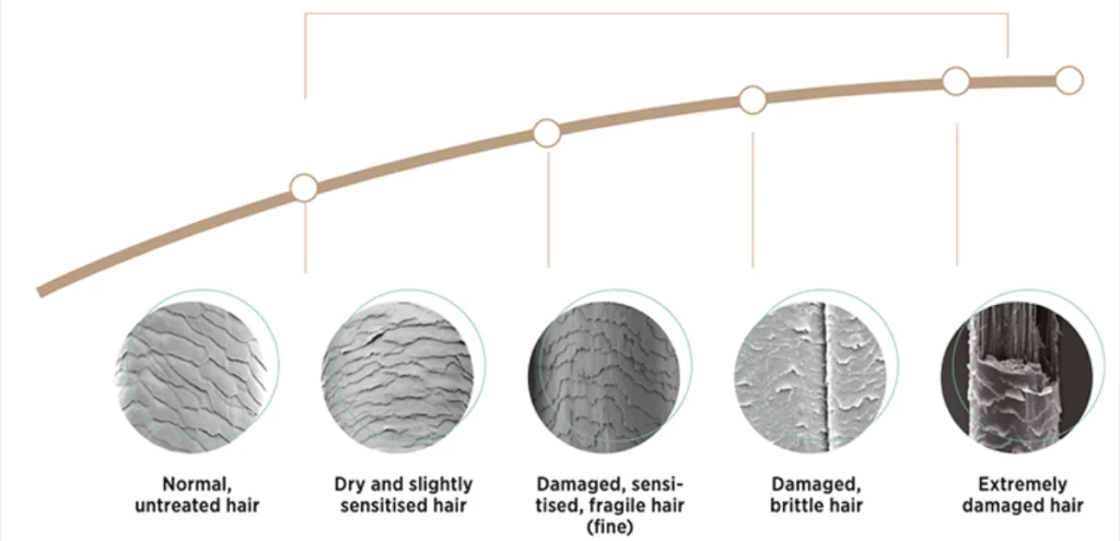 Stages of brittle hair